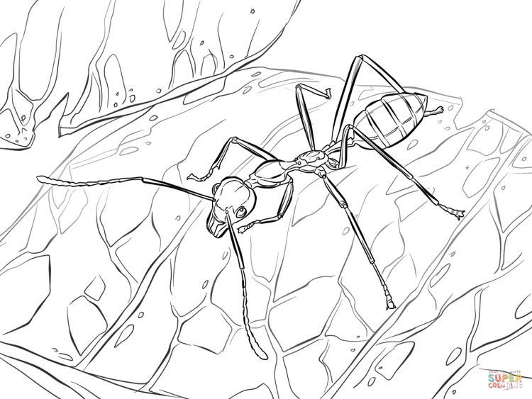 Стрекоза и муравей раскраска