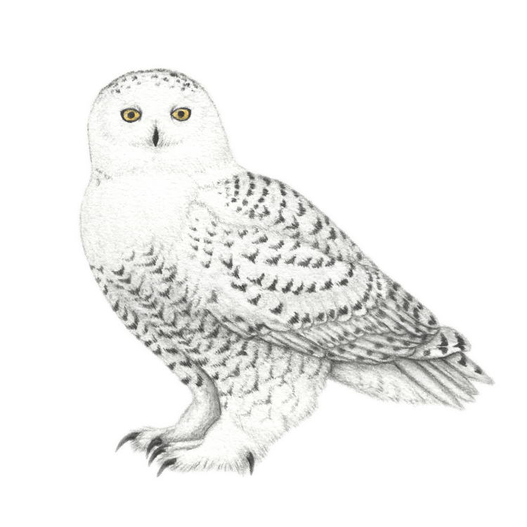 Белая Сова