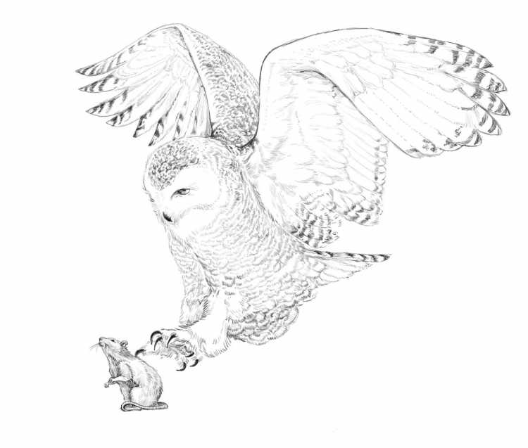 Векторное изображение Совы