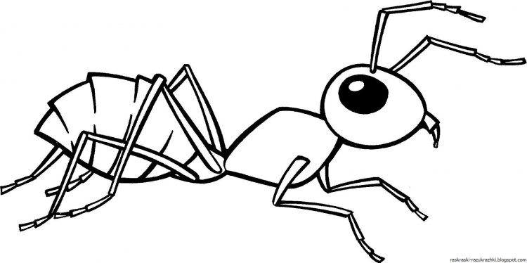 Муравей раскраска