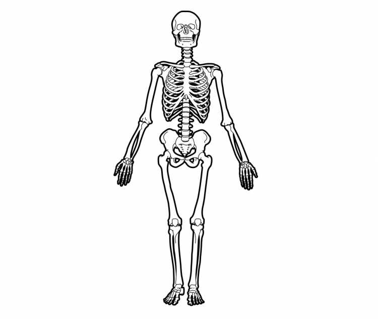 Скелет для дошкольников