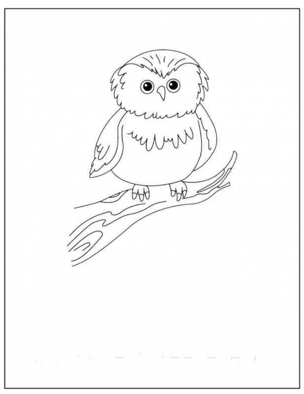 Полярная Сова раскраска для детей