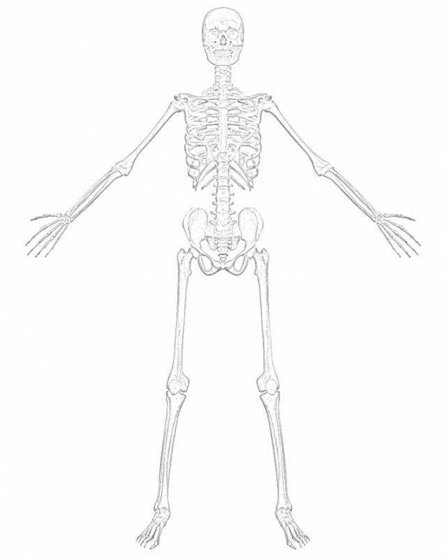 Скелет для рисования