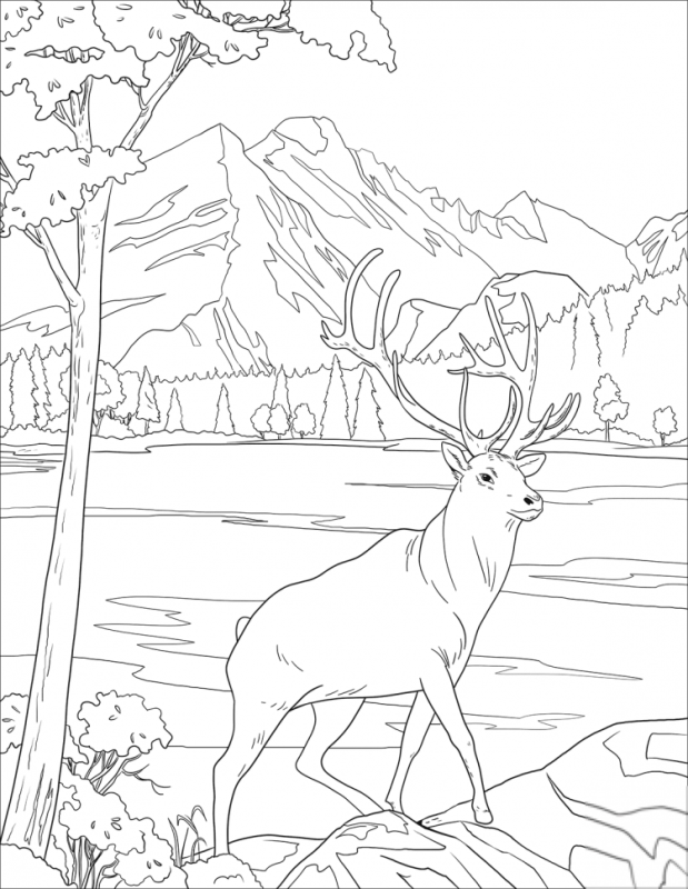 Тайга картинки раскраски