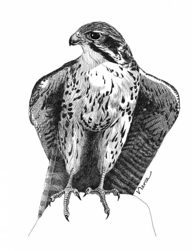 Птица Сокол раскраска