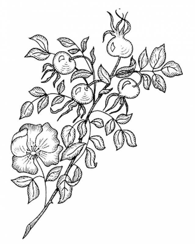 Раскраска куст шиповника