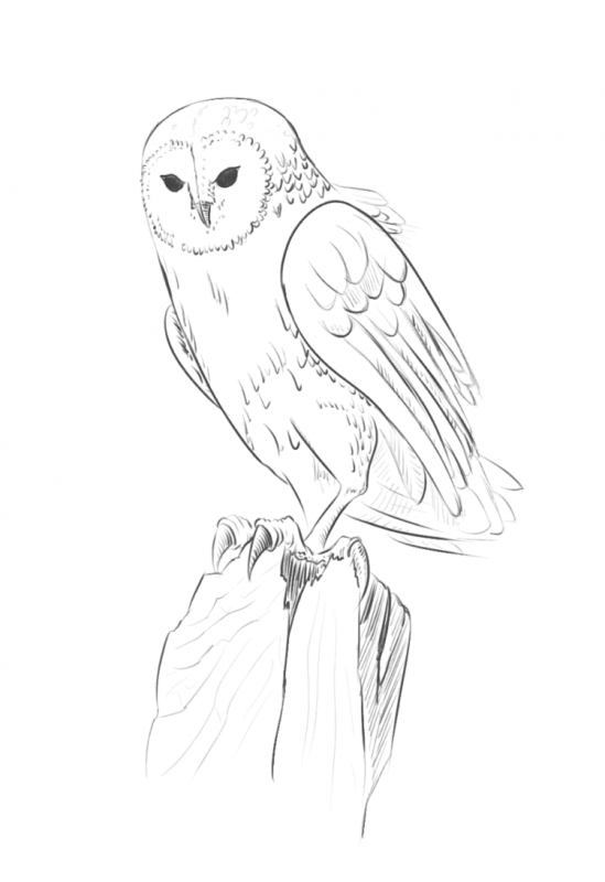 Сова сипуха