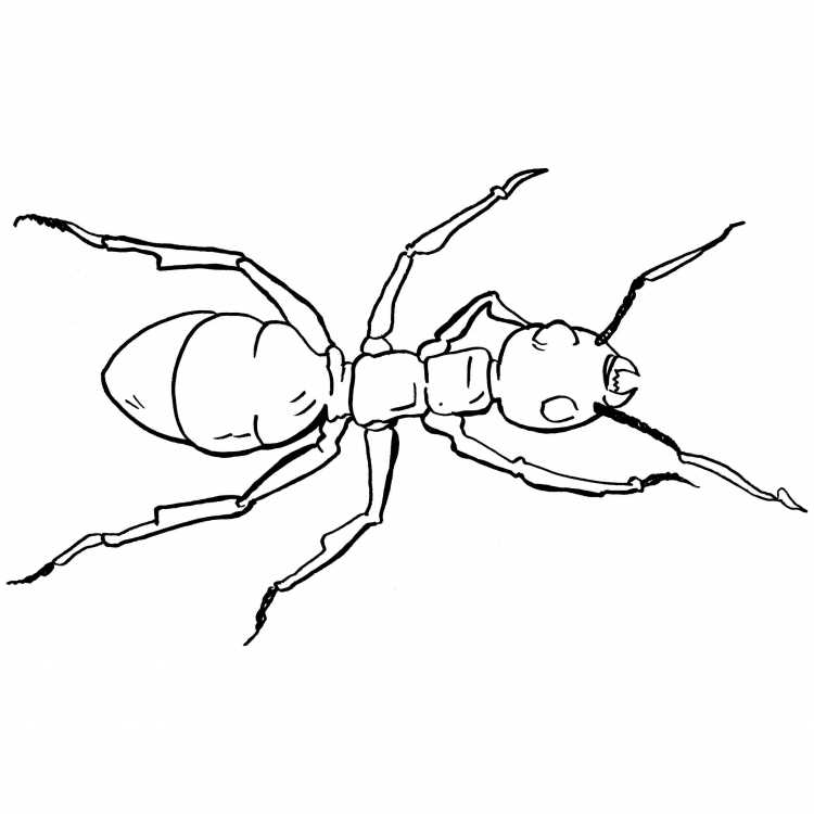 Раскраска муравей Антц