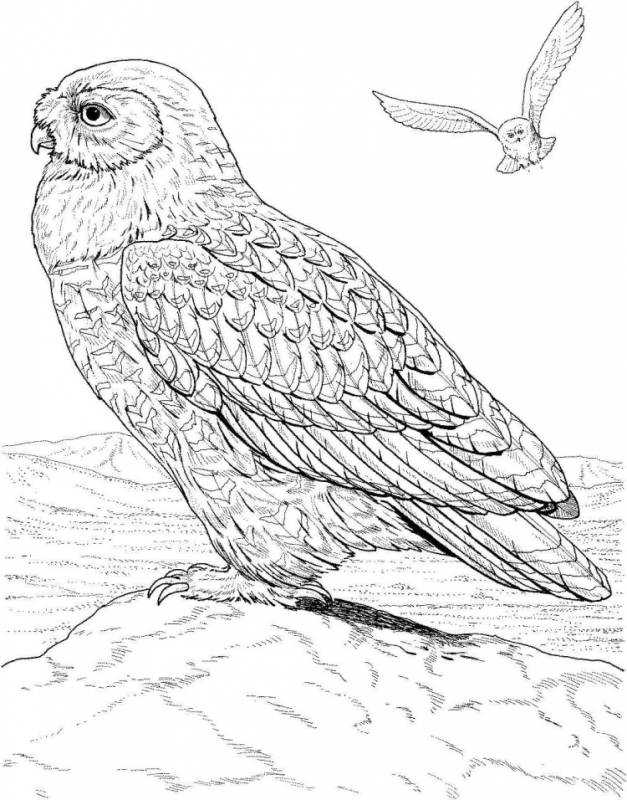Раскраска Хищные птицы