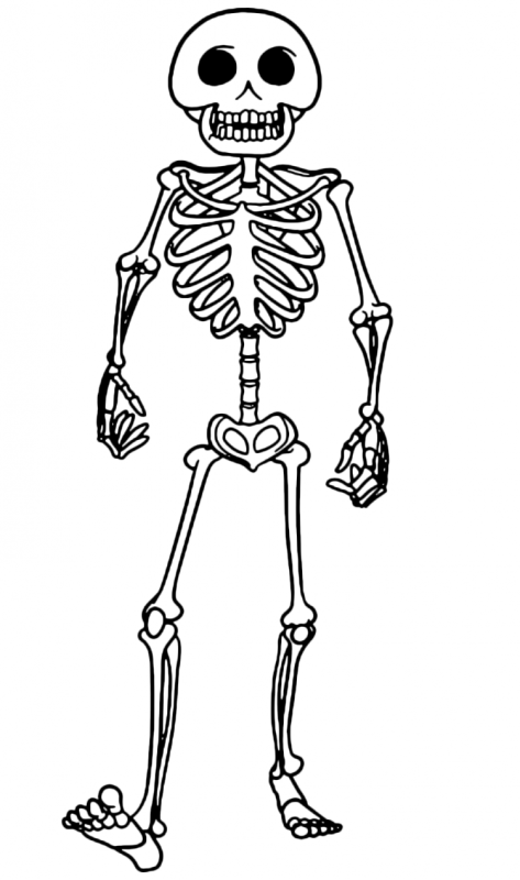 Скелет человека раскраска