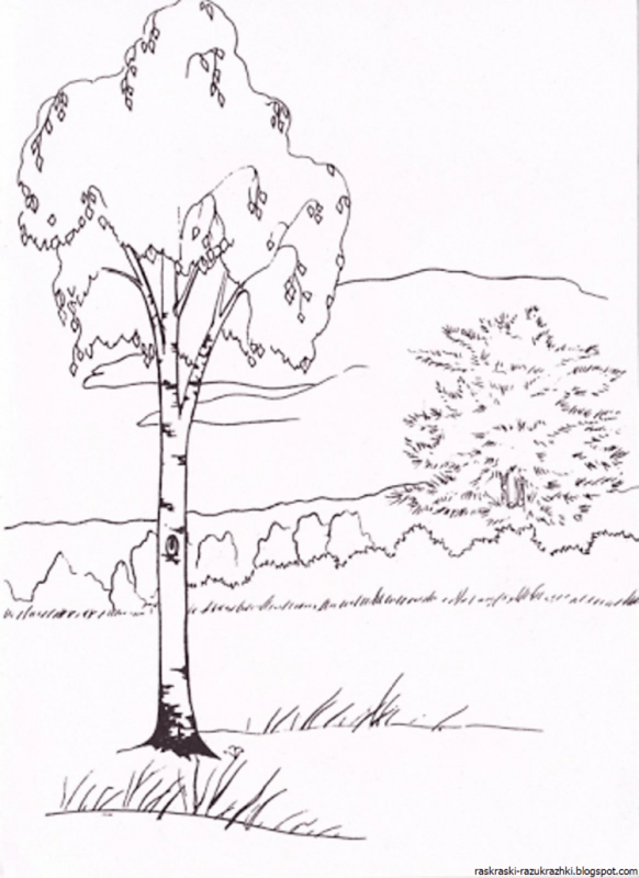Береза раскраска