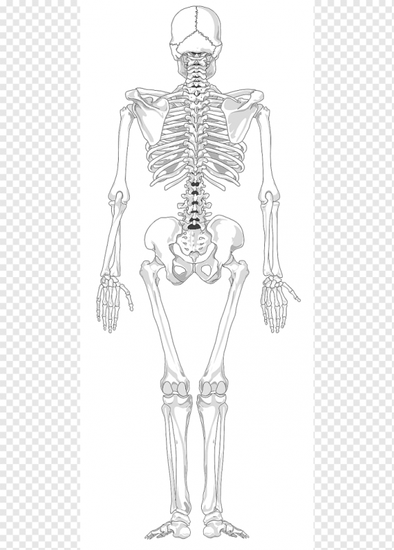 Скелет человека рисунок