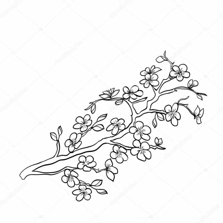 Ветка Сакуры контур