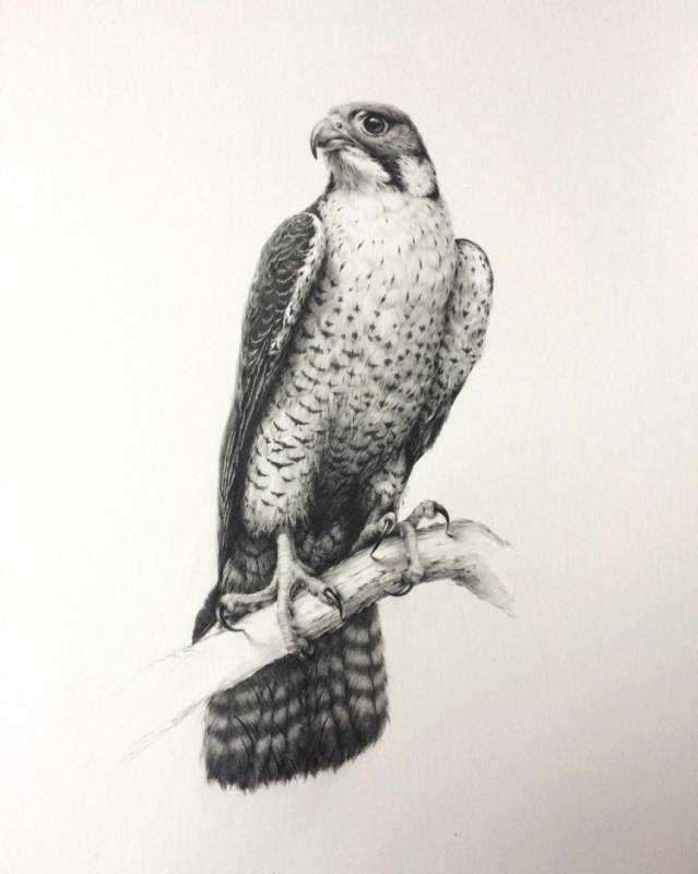 Феникс Ясный Сокол