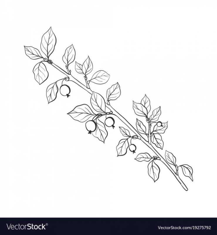Эскиз веточка с цветами и листьями