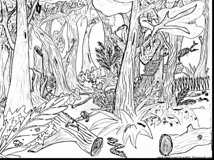 В лесу. Раскраска