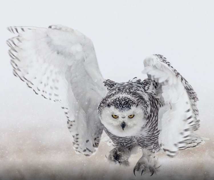 Раскраски снежной Совы