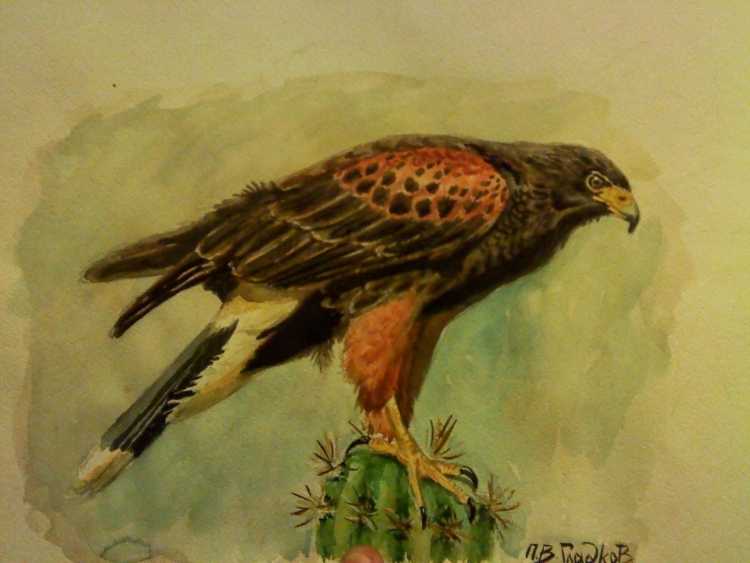 Ястреб раскраска для детей