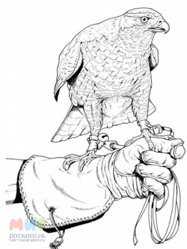 Птица в полете раскраска