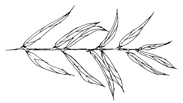 Ветка ивы Ивовая ветка