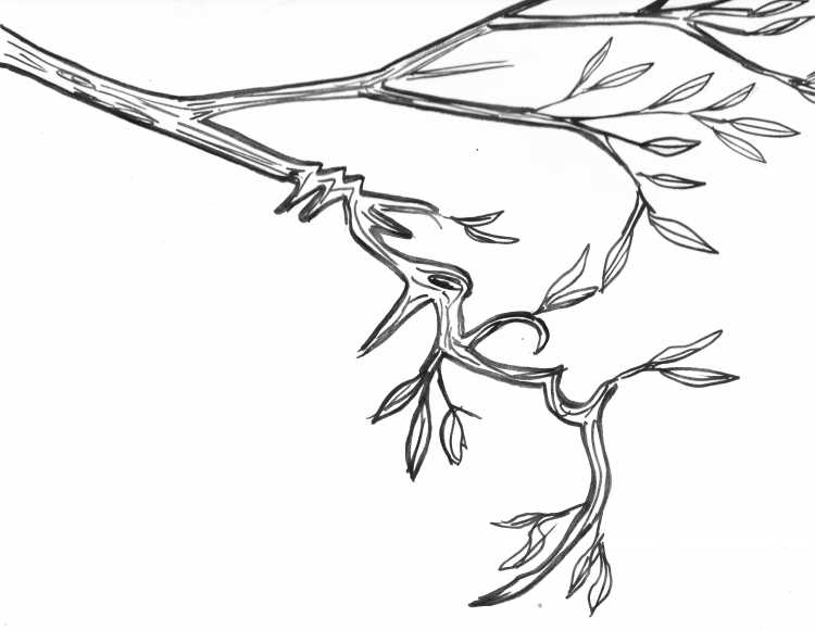 Ветка раскраска