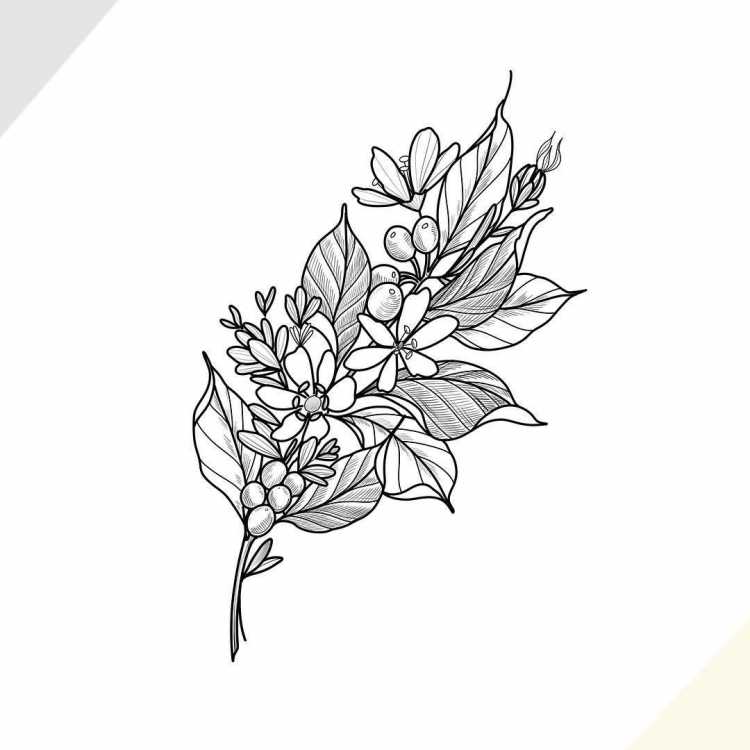 Мимоза раскраска для детей