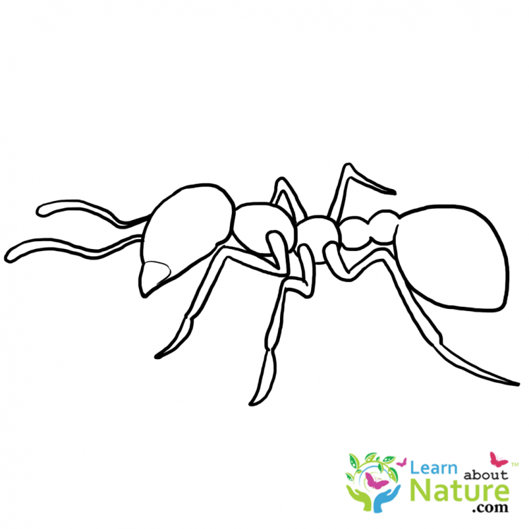 Муравей раскраска
