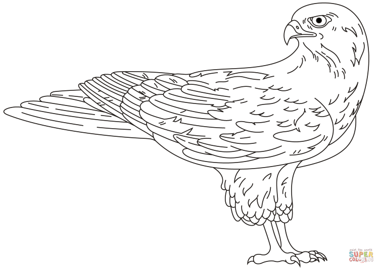 Сокол раскраска для детей