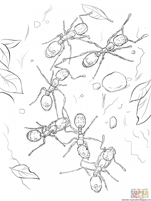 Раскраска муравей для детей 3-4 лет