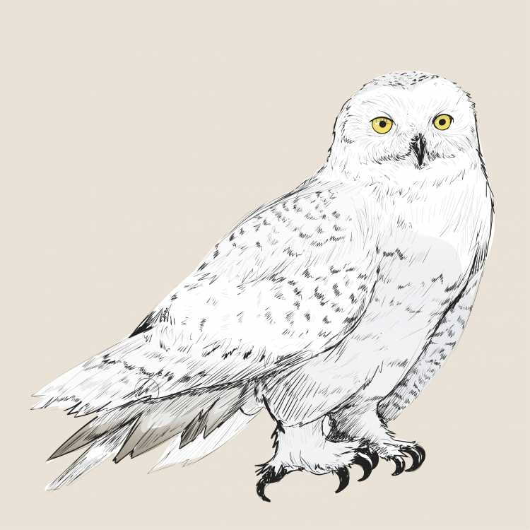 Совы Полярные