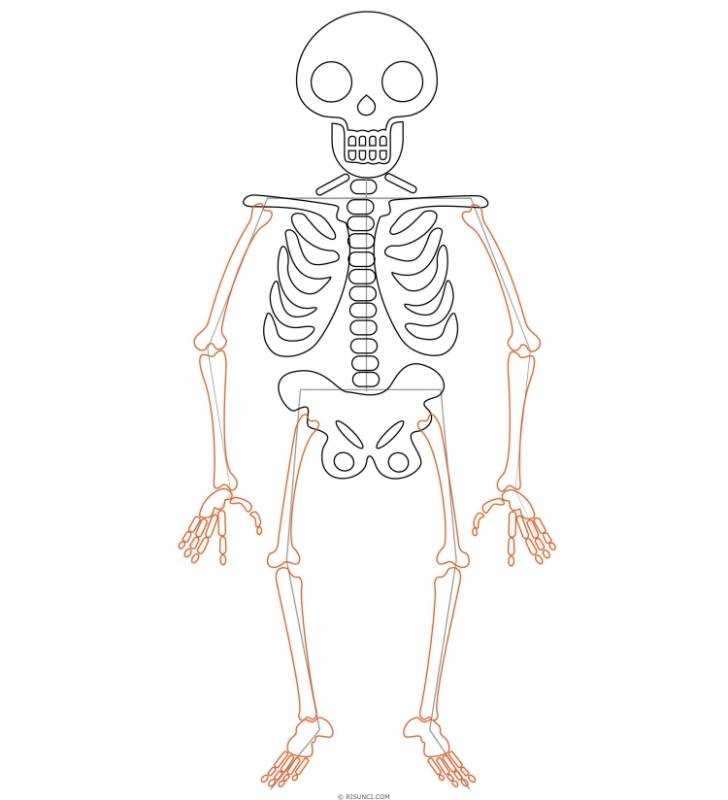 Скелет человека в трех проекциях