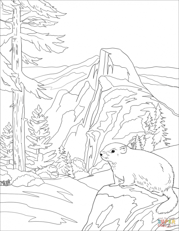 Тайга раскраска для детей