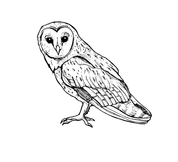 Раскраска Сова сипуха