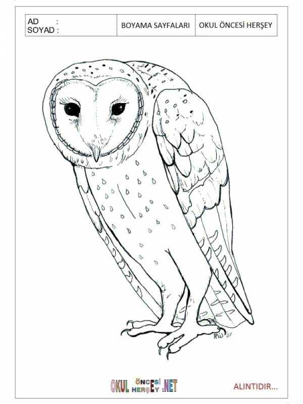 Полярная Сова раскраска