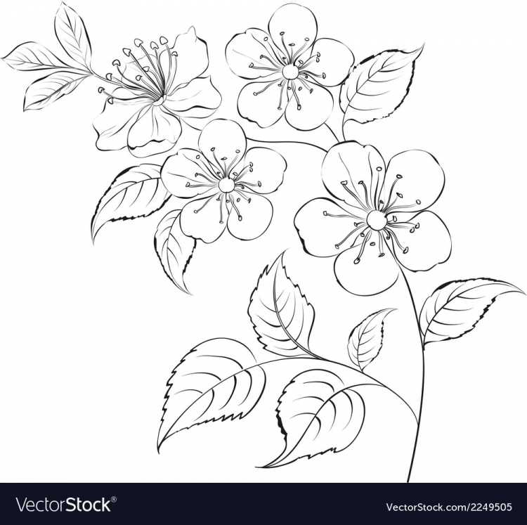 Ветка с цветами раскраска
