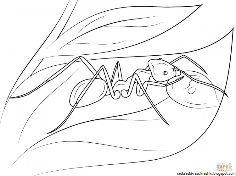 Муравей рисунок для детей