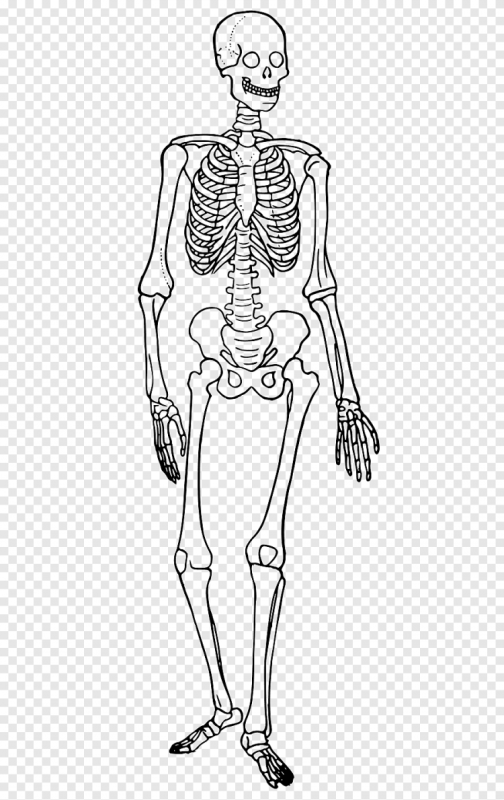 Скелет раскраска анатомия