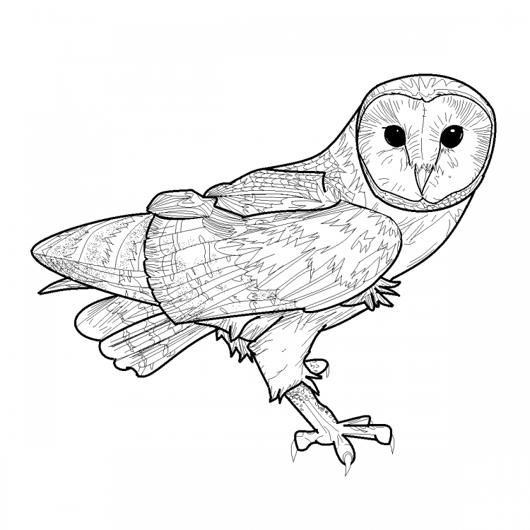 Раскраска сипуха