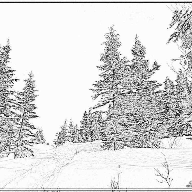 Зимний пейзаж раскраска