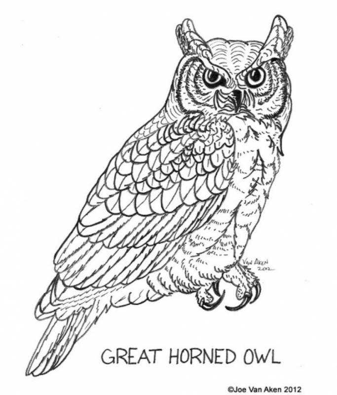 Раскраска Сова с подписью