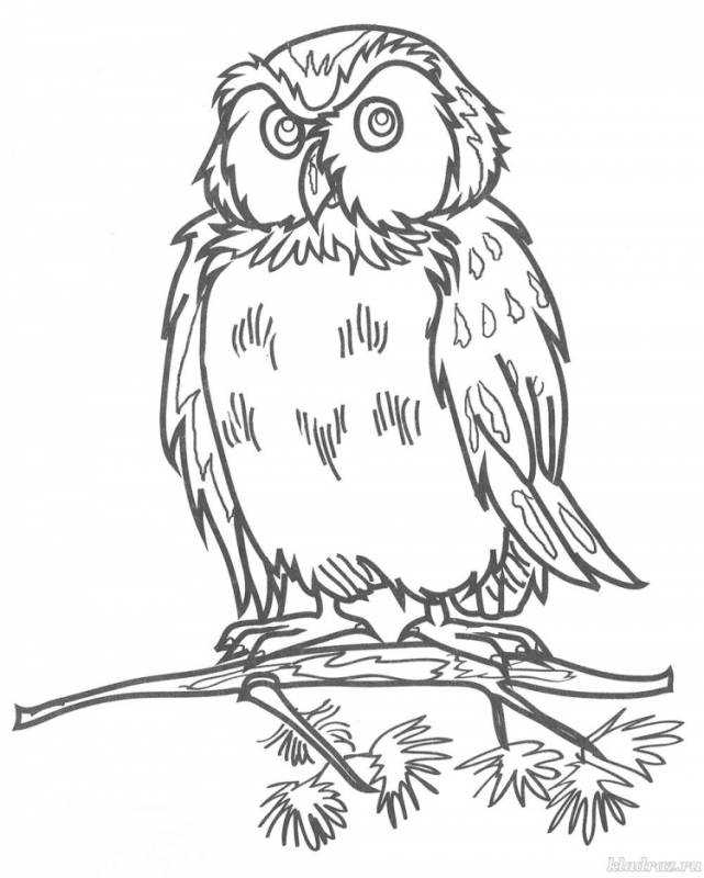Сова раскраска
