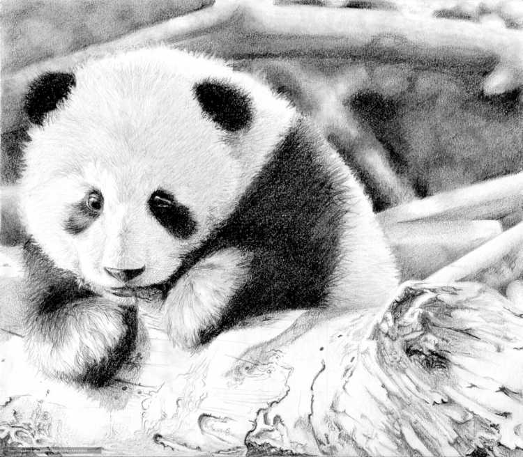 Раскраска Панда