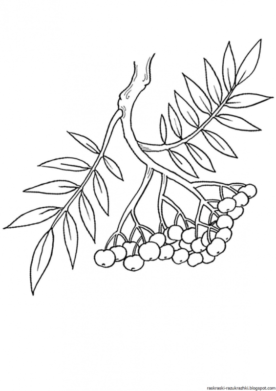 Сакура эскиз