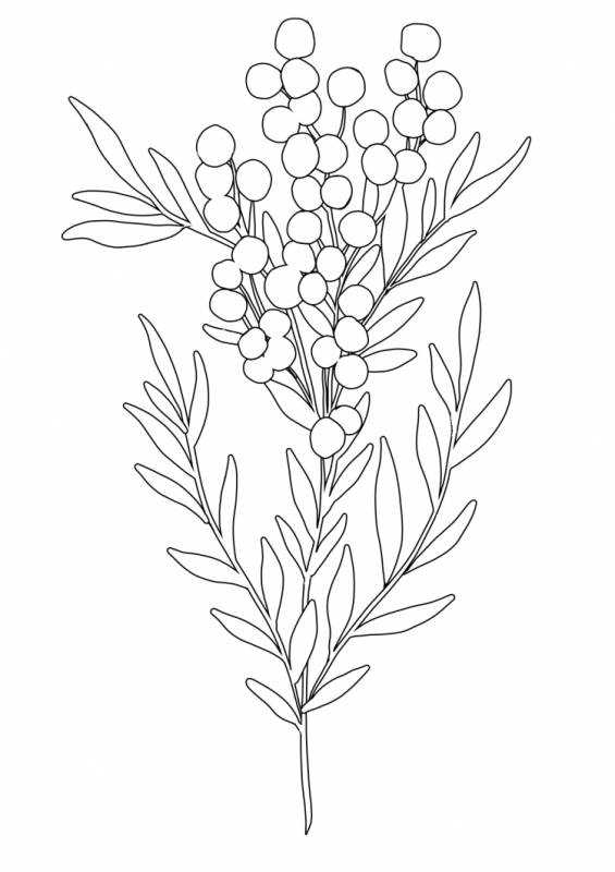 Птицы. Раскраска