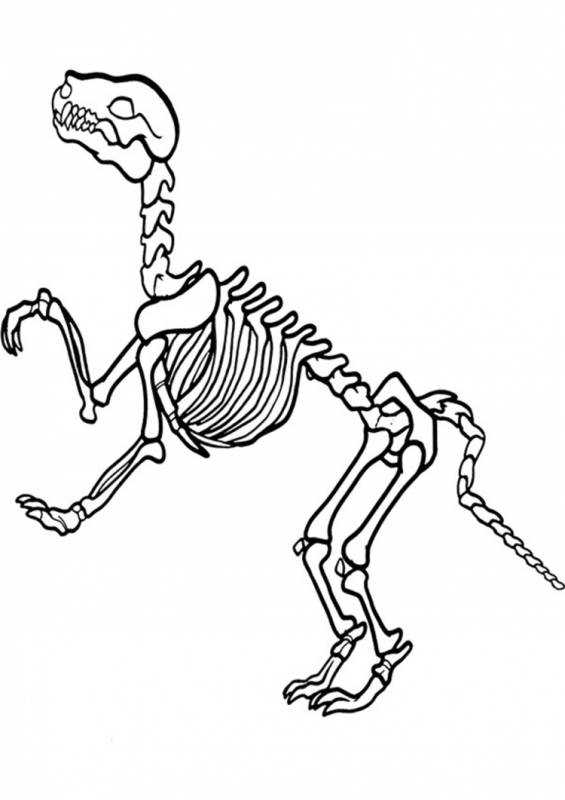 Не разукрашенный скелет