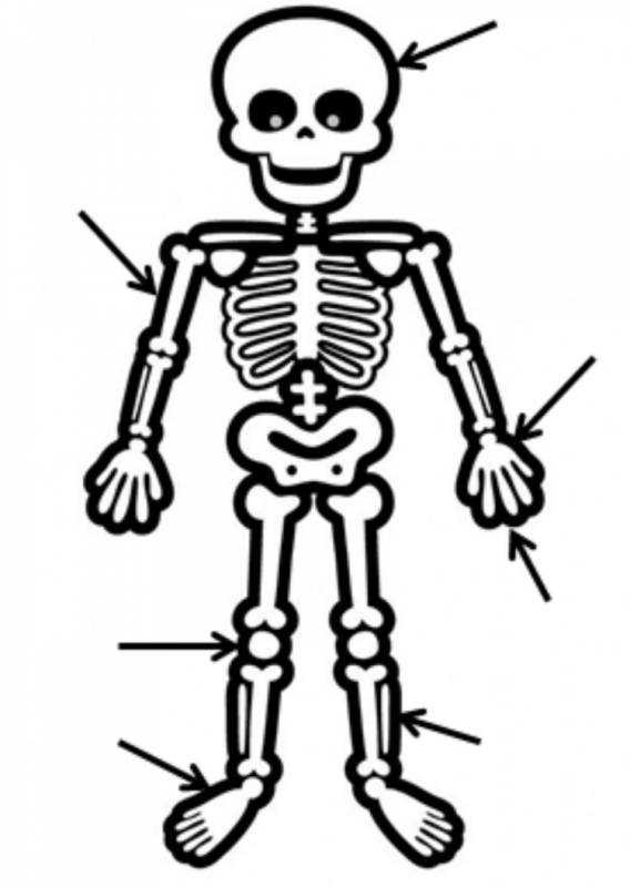 Распечатать скелет человека в полный рост