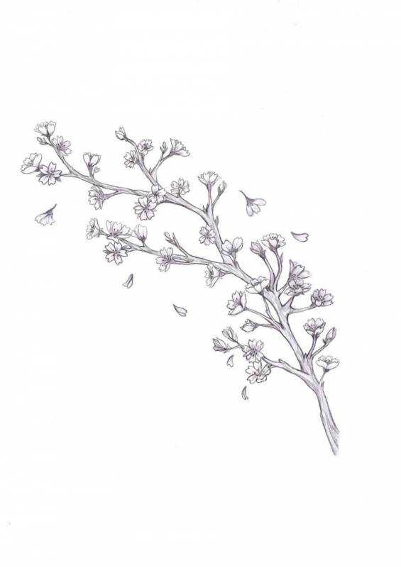 Ветка эскиз