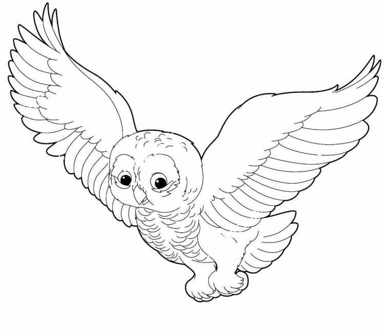 Сова раскраска для детей