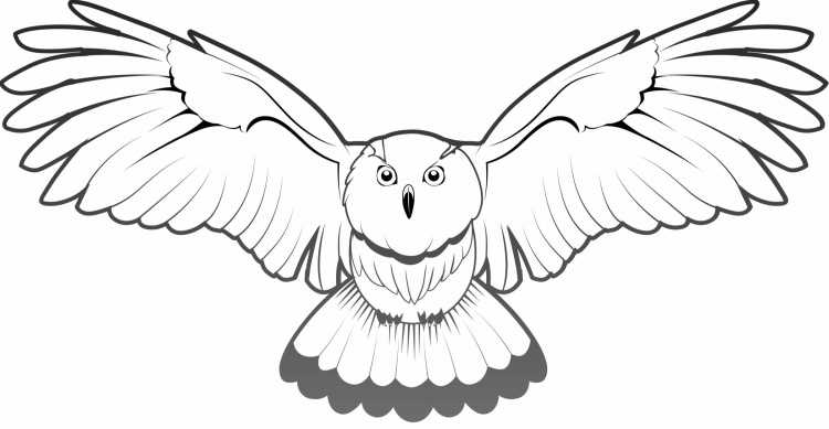 Полярная Сова раскраска для детей