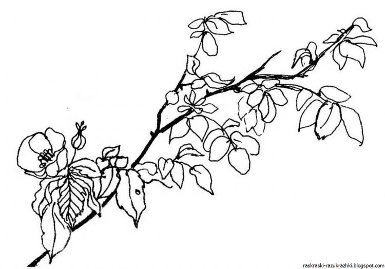 Ветка раскраска для детей